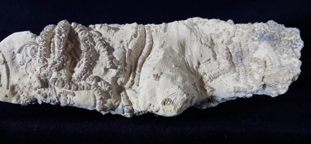 Solanocrinus depressus (ORBIGNY 1850) - Bild &copy; FossNet FossilienStore